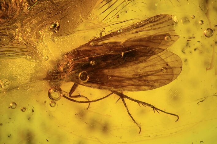Detailed Fossil Caddisfly (Trichopterae) In Baltic Amber #90800